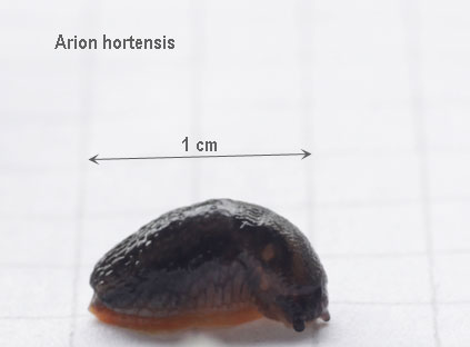 Arion hortensis